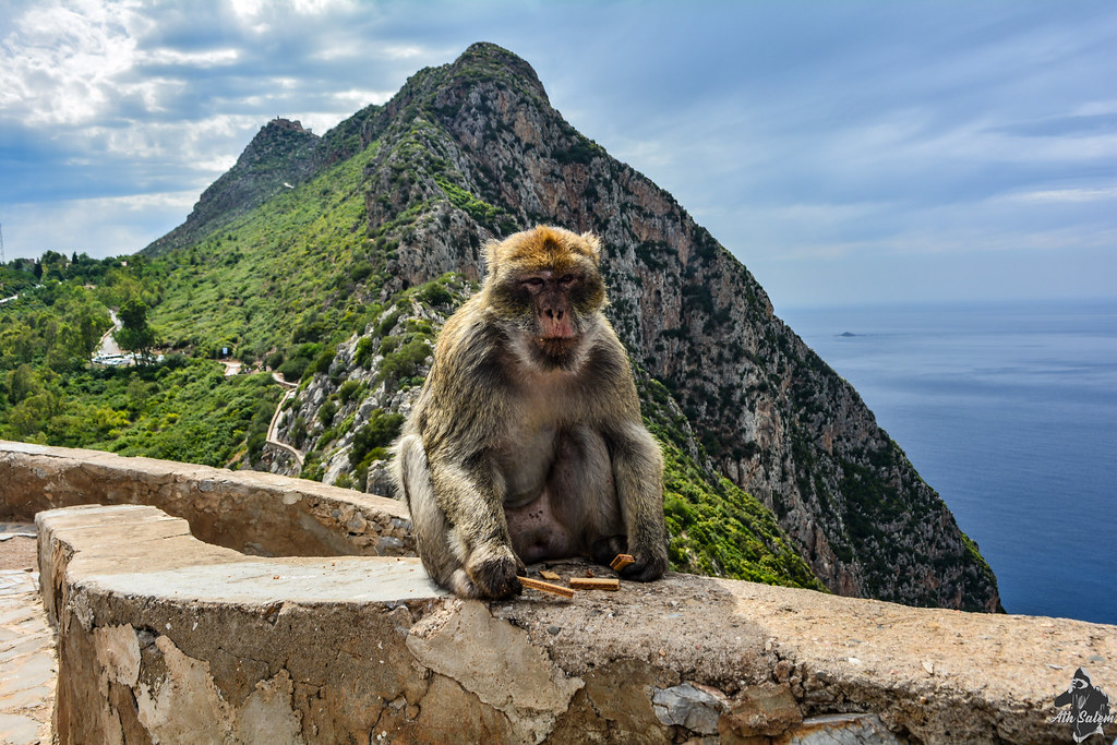 Barbary Macaque